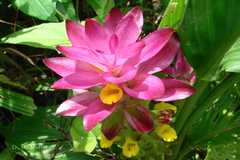 Curcuma pseudomontana